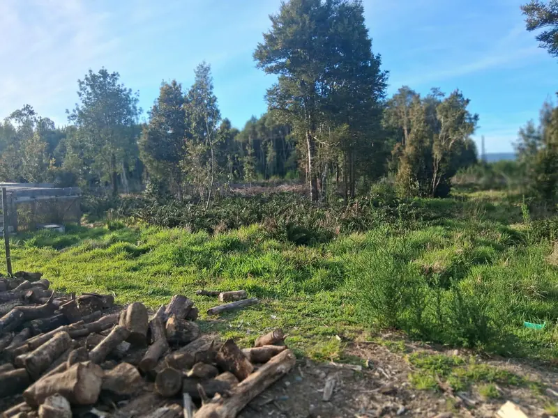 Árboles y leña