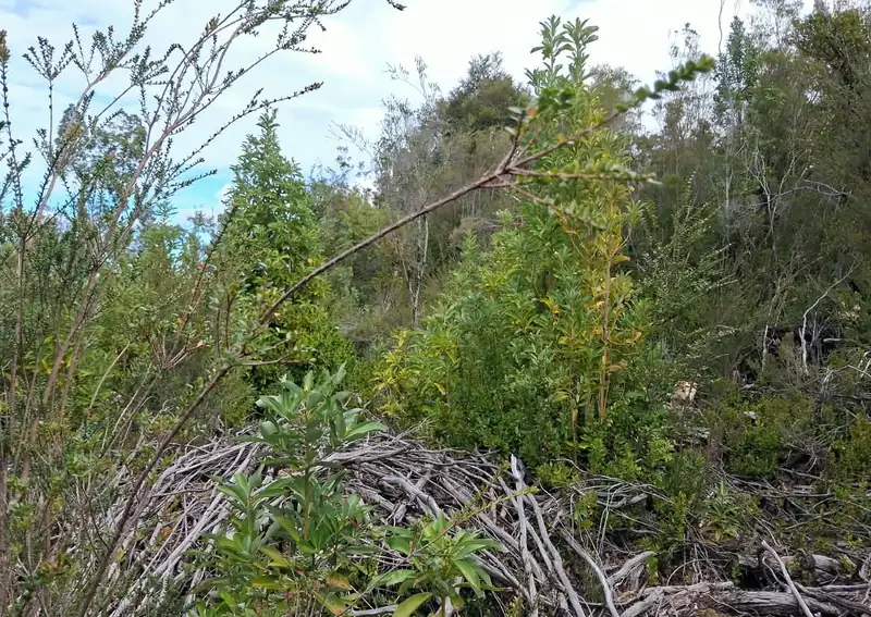 El terreno de media hectárea, con vegetación nativa